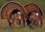 Mturkey7